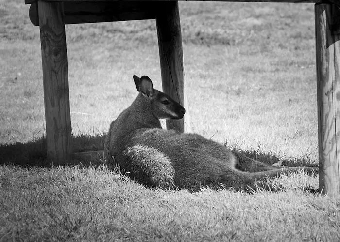 Logis Le Regal & Hotel 3*